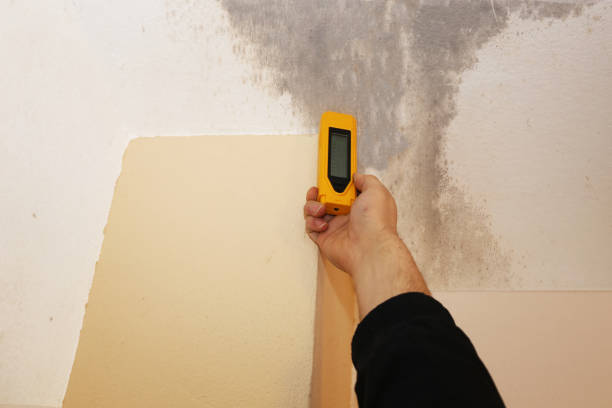 Best Basement Mold Removal  in Beesleys Point, NJ