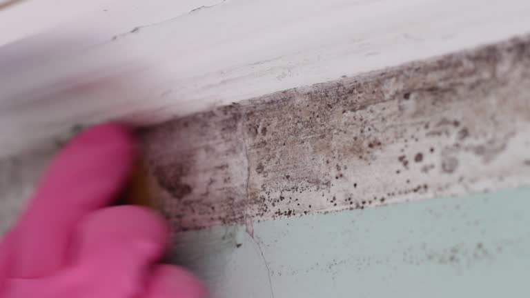 Trusted Beesleys Point, NJ Mold Inspection, Removal & Remediation Experts